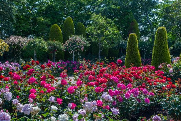 大温室ベゴニアガーデン内にある「バラ園」では、およそ900種5000株のバラが咲き誇る