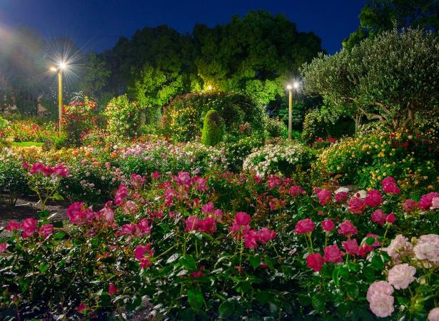 【写真】ライトアップにより鮮やかなバラの花姿が浮かび上がる夜の風景も魅力的
