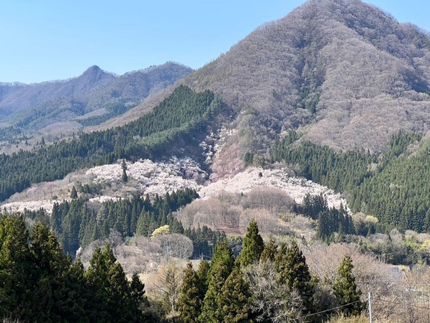 満天サイトは、キャンプ場の最上部とあって眺めは最高！春には新緑や山桜も鑑賞できる