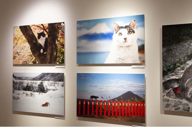 「岩合光昭の日本ネコ歩き」から新作も展示。これは見逃せない機会だ