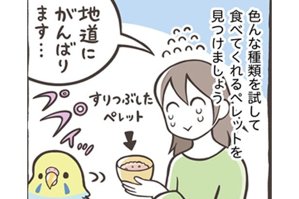 ペレットは鳥さんにとって必要な栄養素が全て含まれているが、多くの鳥さんはシードを好むため移行に苦労する場合も