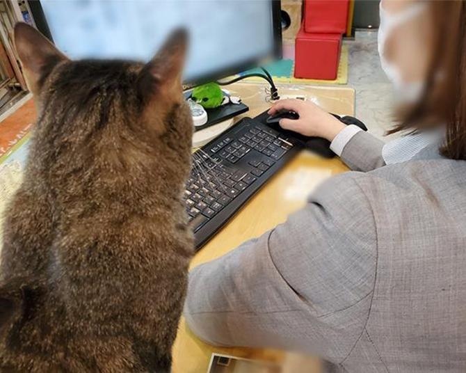 【会社に猫が出勤】サボってないか人間を見張ってます…「ソコ、違うニャ」“見守る猫”が激カワ「わが社にも欲しい」