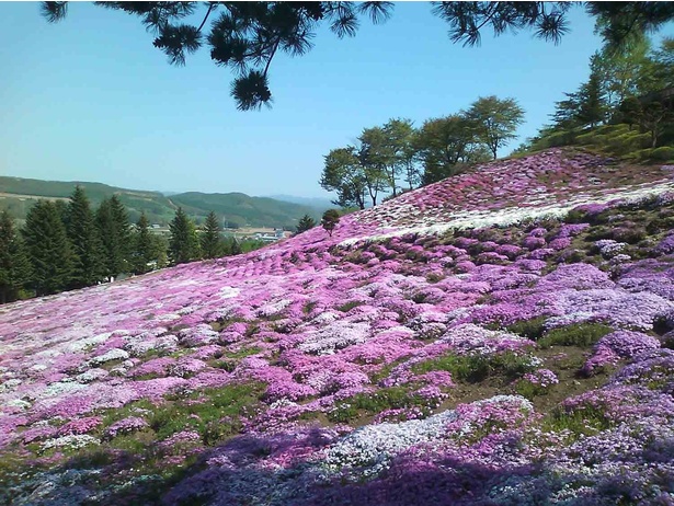 足寄町・里見が丘公園の芝桜風景。次に向かう、十勝の行列グルメは……