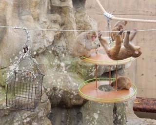 遊具に出窓も！　旭山動物園の「さる山」が18年ぶりにリニューアル