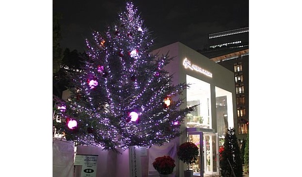 山田優さんが点灯したクリスマスツリー。本物のモミの木に、1個30cmもあるバラの形をした電飾があしらわれている。12/25(金)まで設置