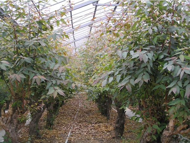 ユーカリの葉を安定供給するため、園内の温室でもユーカリを栽培している