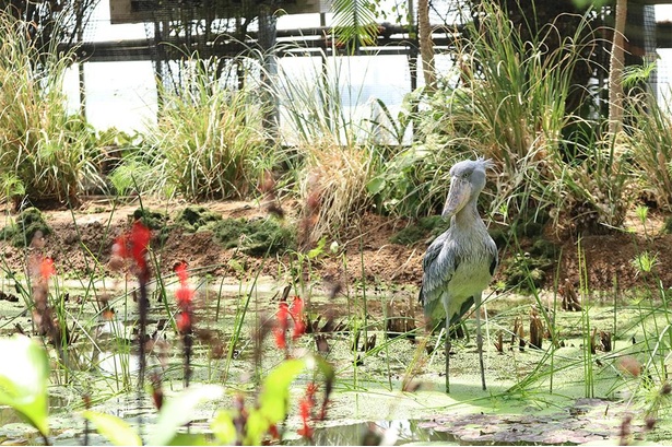 アフリカの湿地帯を再現したBig billで過ごすマリンバ