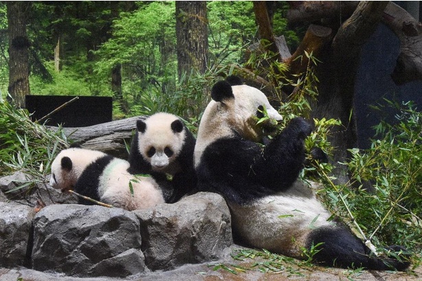 のんびり過ごす休園中の双子パンダとお母さんの「シンシン」。2022年1月24日、215日齢