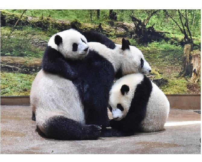 【パンダWalker】おめでとう！上野動物園の双子パンダが1歳に！