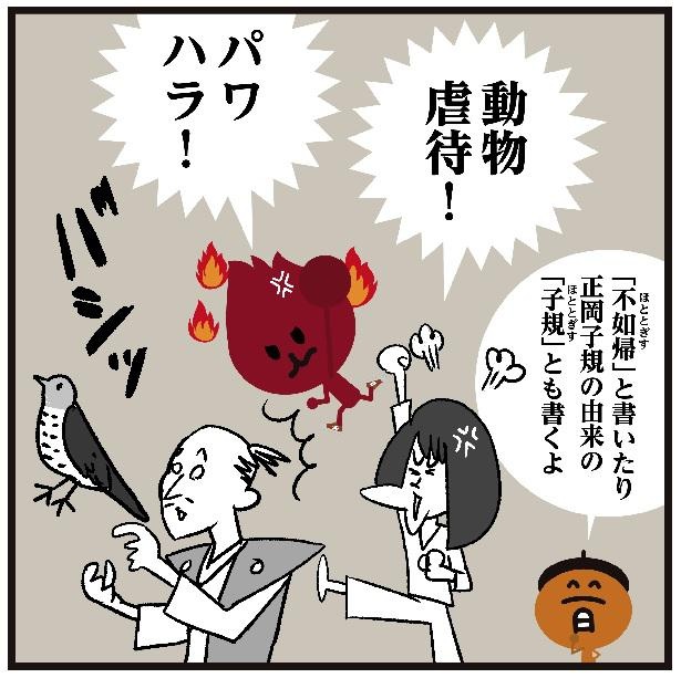 画像5 5 ハト ではありません 時を告げる鳥と書いて 時鳥 信長 秀吉 家康の性格を詠んだ句に登場するあの鳥の名は ウォーカープラス