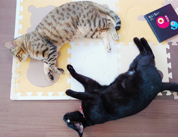 仔猫を拾ったので】黒猫を枕に眠るキジトラを見て、飼い主「来世は家猫 