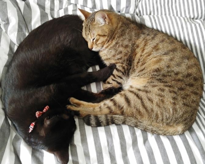 【仔猫を拾ったので】黒猫を枕に眠るキジトラを見て、飼い主「来世は家猫になりたい」