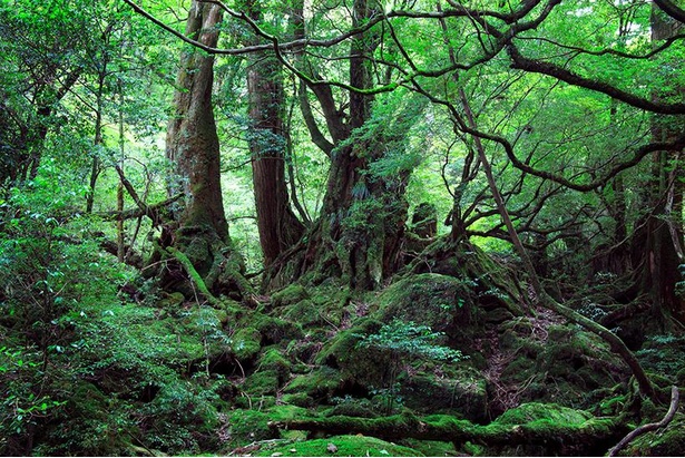 日本で最初に認定された世界自然遺産「屋久島」