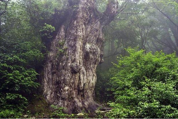 樹齢1000年を超える屋久杉の中でも最大級の縄文杉