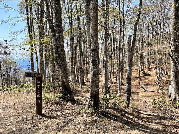 「ねずこの森」では、ブナ、ホオノキ、コシアブラなどの樹木が観察できる。入場無料