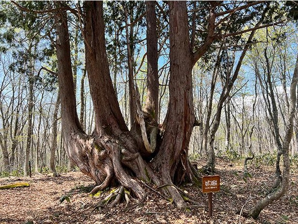 森の中で最大にして最高齢の「ネズコの巨木」までは、森の入口から歩いて30分ほど。幹と幹が絡み合うさまは神々しい雰囲気を醸し出す