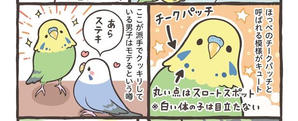「ブンチョウとセキセイインコの違い」8/21