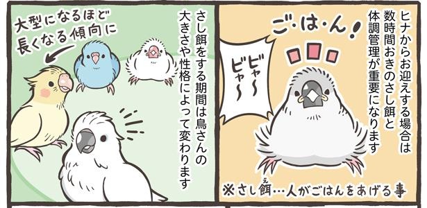 「鳥さんをお迎えするタイミング」4/15
