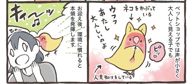 「小鳥をお迎えする前に知っておきたいこと」12/18