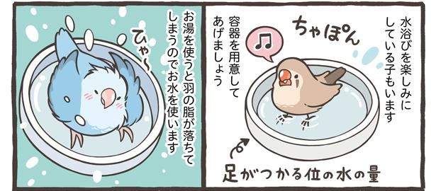 「小鳥の1日と毎日のお世話」7/18