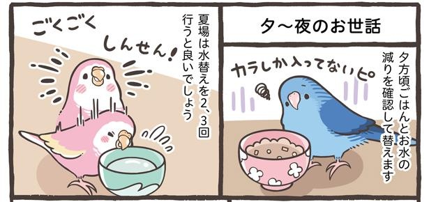 「小鳥の1日と毎日のお世話」10/18