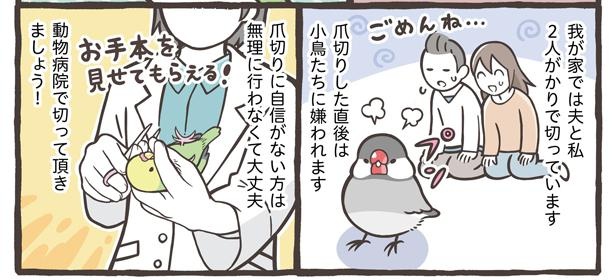 「小鳥の1日と毎日のお世話」15/18