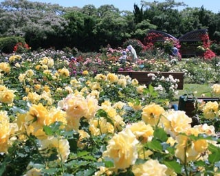 福岡・海の中道海浜公園に個性豊かなバラが大集結！