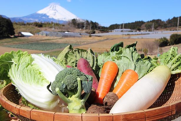 15種類ほどが「箱根西麓三島野菜」