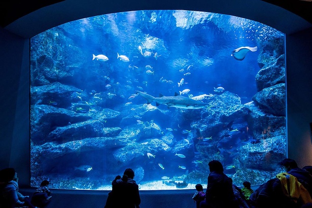 東京で唯一の世界自然遺産「小笠原諸島」の美しい海の世界を再現した「小笠原大水槽」