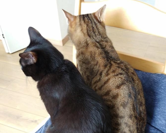 相棒のキジトラ猫が突然の他界。黒猫の様子にも変化が…