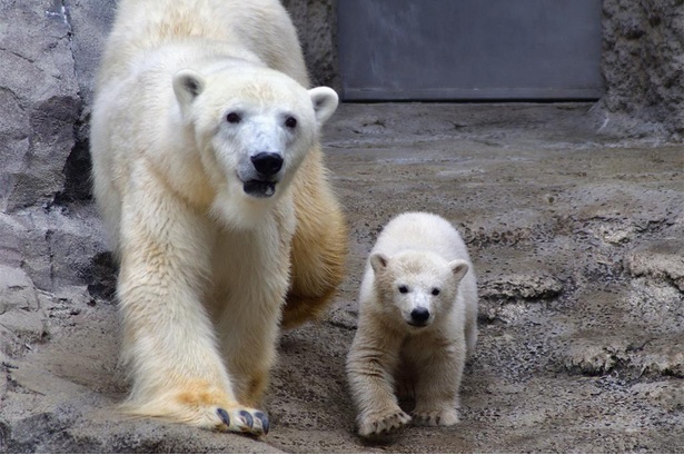  ピリカとゆめ。ゆめは4月29日から一般公開となり、来園者の人気を集めている