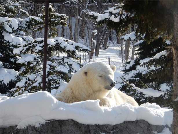  雪の中から顔を出すサツキ。冬の旭川では、雪の中のホッキョクグマを観察できる