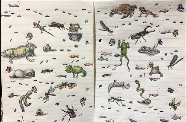 爬虫類や両生類がたくさん描かれたページ