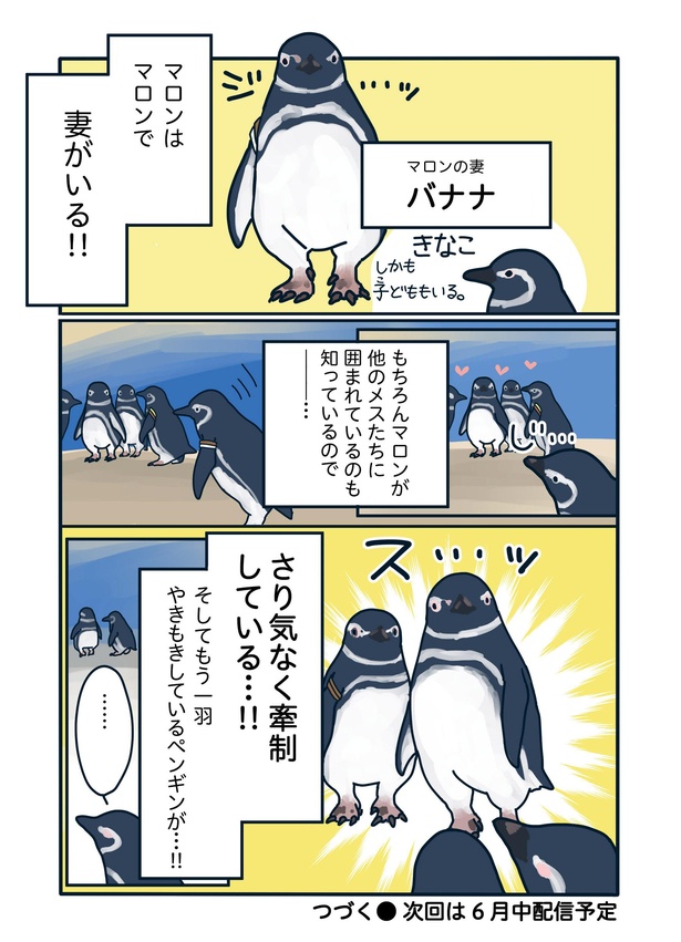 爆モテペンギン・マロン参上！「下町ペンギン物語」第十三話(4/4)