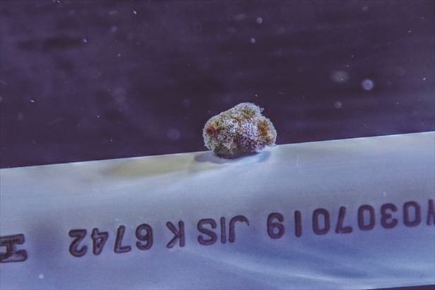 【写真を見る】緑がかった色の体が草団子を思わせるダンゴウオ。つぶらなひとみがキュートだ！