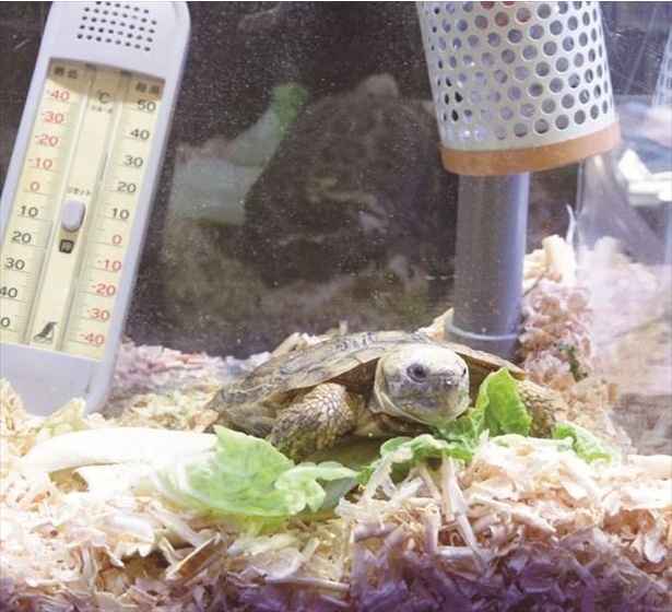 甲羅が丸みを帯びたパンケーキリクガメ