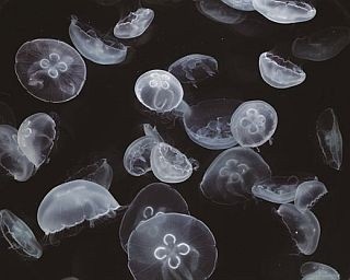 企画展いっぱい！東海エリアで注目の水族館＆動物園3選