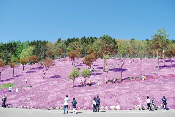 滝上町にある、「芝ざくら滝上公園」の芝桜風景。芝桜を見て、次に向かうのは……