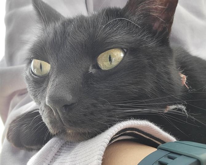【仔猫を拾ったので】1歳児の寝かしつけもプロ級の黒猫。抱きつきながら自分も就寝