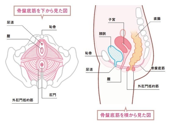 お尻の穴を締めるだけでやせる!?運動が苦手でもできる「肛門筋ダイエット」とは？(1/2)｜ウォーカープラス