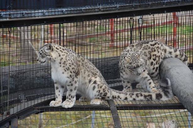 旭山動物園・「もうじゅう館」のジーマ(左)とリヒト(右)