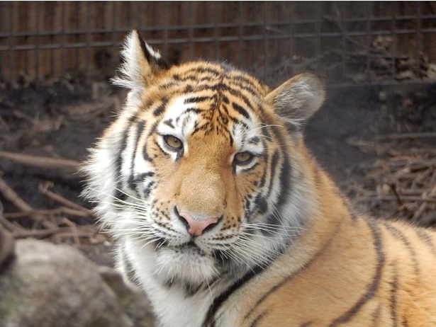 旭山動物園・「もうじゅう館」のアムールトラ・ソーン