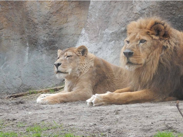 旭山動物園・「もうじゅう館」のライオン