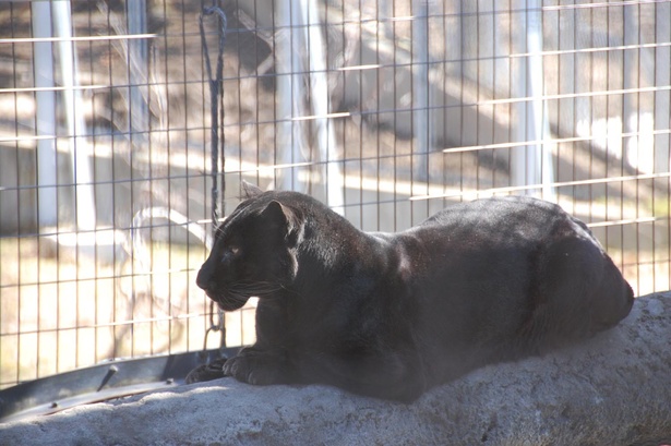 旭山動物園・「もうじゅう館」ヒョウ(黒変種)・パック