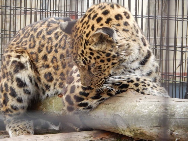 旭山動物園・「もうじゅう館」アムールヒョウ