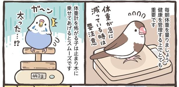 「小鳥の1日と毎日のお世話」4/18