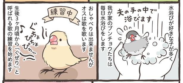 「ブンチョウとセキセイインコの違い」5/21