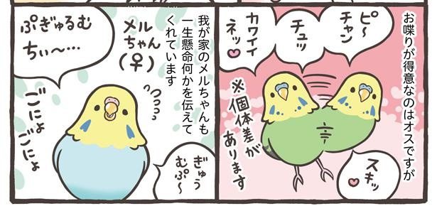 「ブンチョウとセキセイインコの違い」12/21