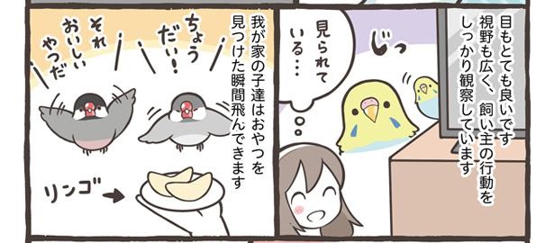 「ブンチョウとセキセイインコの違い」17/21