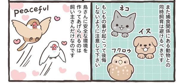 「ブンチョウとセキセイインコの違い」21/21